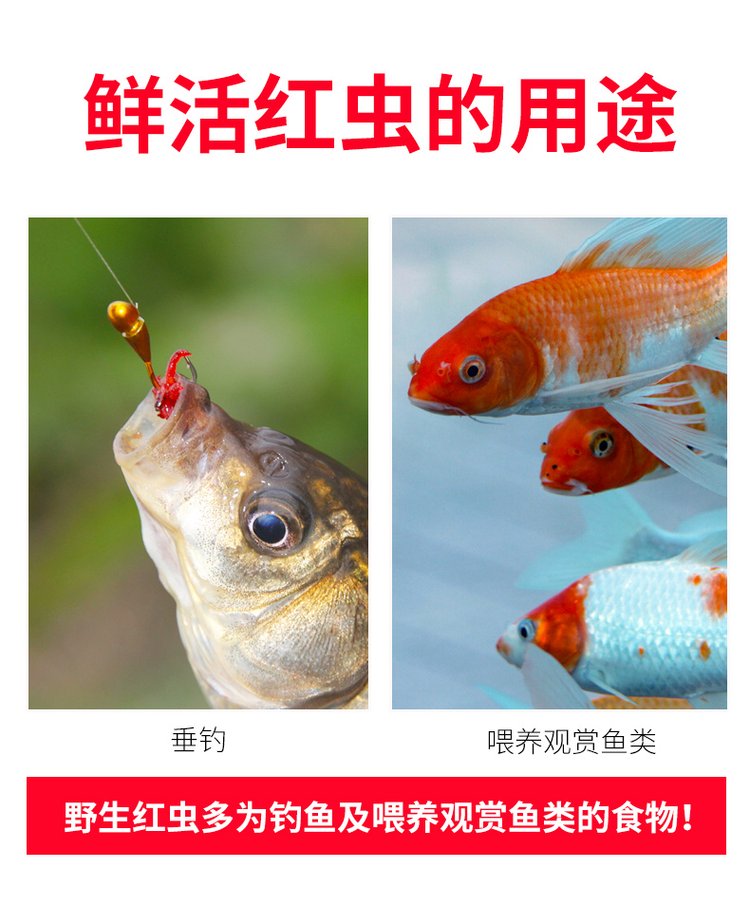 夏天钓鲫鱼用红虫技巧(钓鲫鱼用红虫调几钓几) 夏天钓鲫鱼用红虫技巧(钓鲫鱼用红虫调几钓几)