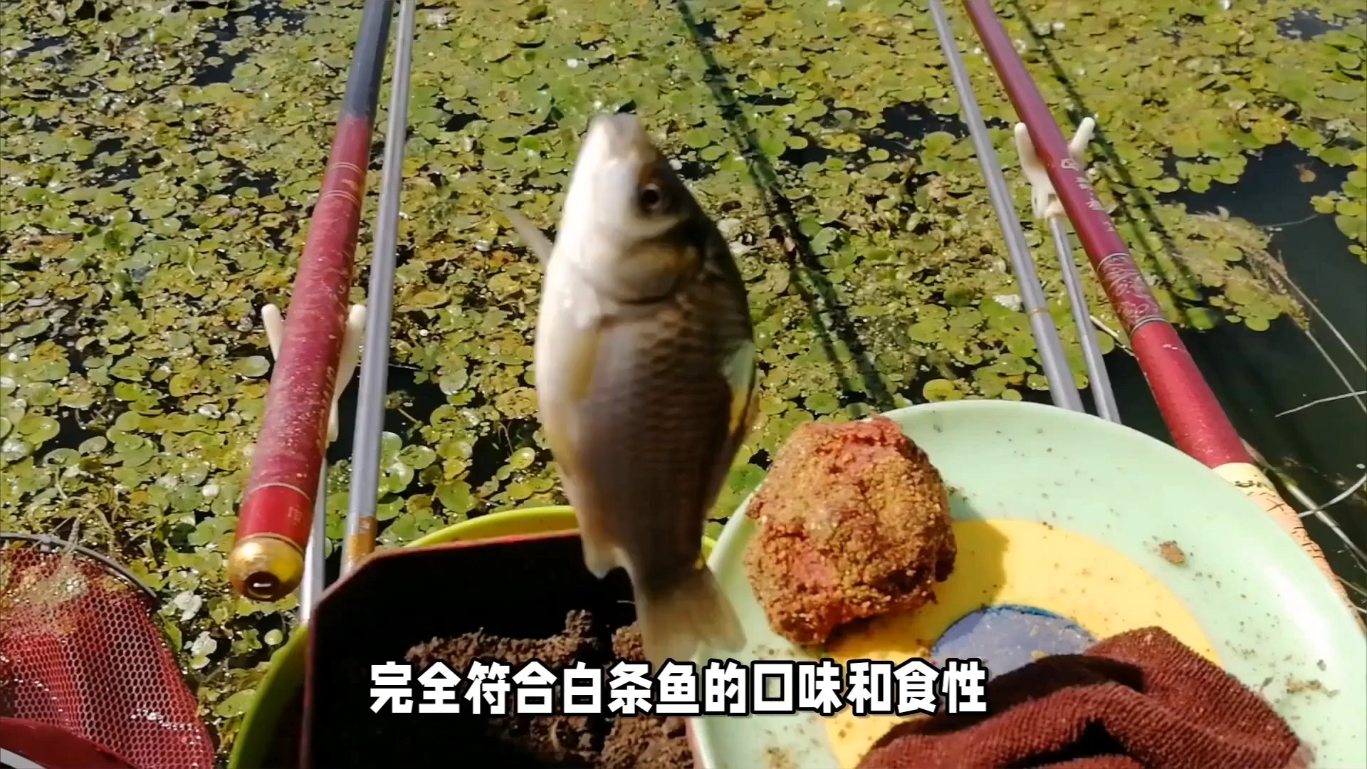 盛夏钓白条饵料(夏季钓白条用什么饵最好) 盛夏钓白条饵料(夏季钓白条用什么饵最好)