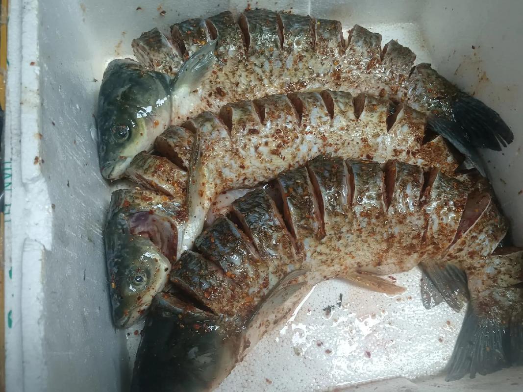 夏天发酵草鱼饵料(钓草鱼自制发酵饵料) 夏天发酵草鱼饵料(钓草鱼自制发酵饵料)