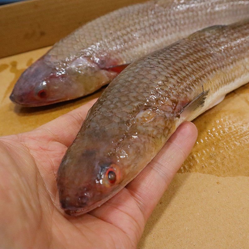 鲅鱼圈海钓梭鱼(鲅鱼圈钓海鱼的地方)