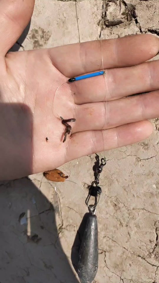 串钩黑蚯蚓钓鲤鱼技巧(串钩黑蚯蚓挂法)