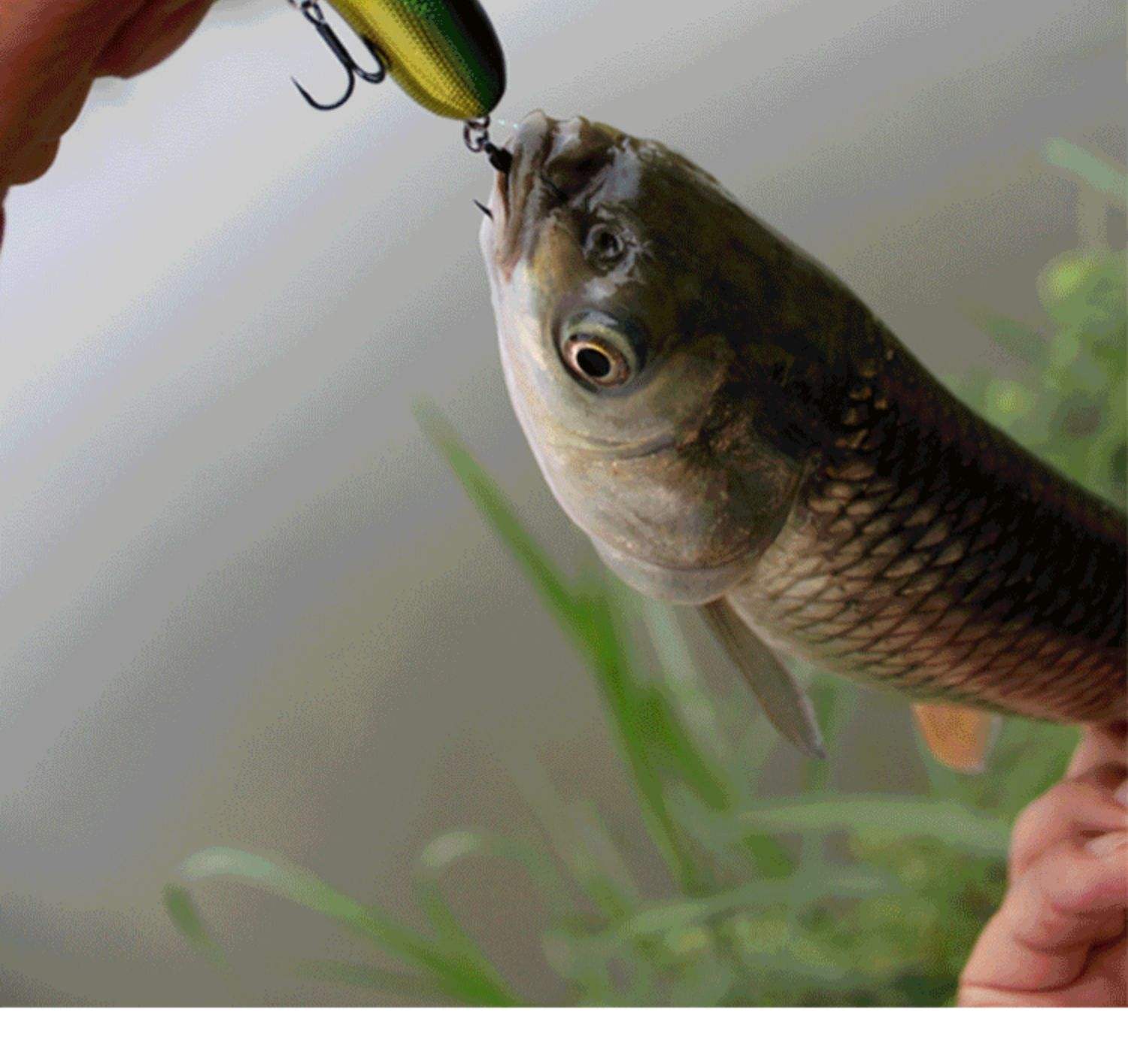 路亚大河奔流(路亚大河奔流标志)