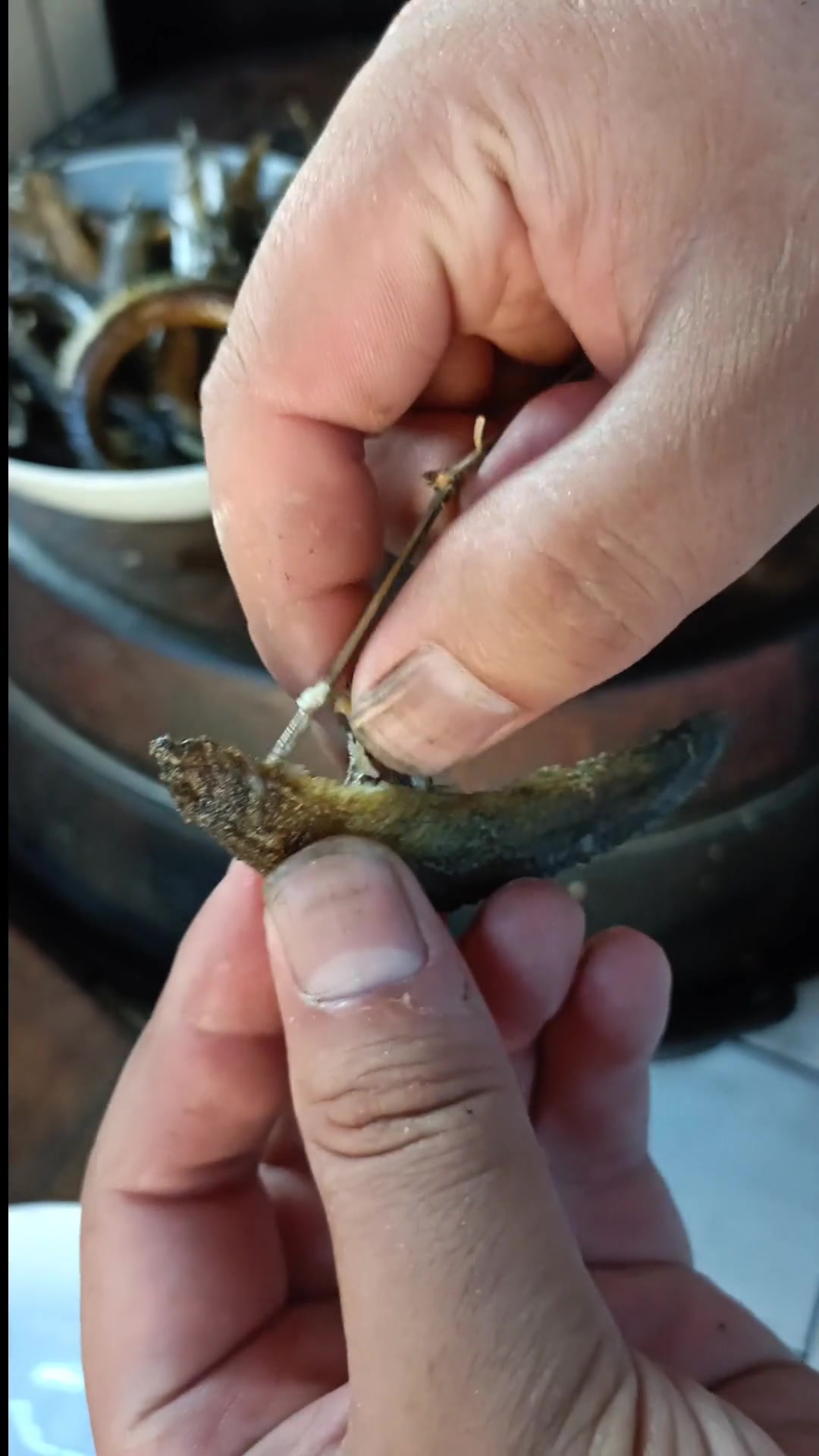 抓泥鳅技巧跟方法(抓泥鳅捉泥鳅捉泥鳅)