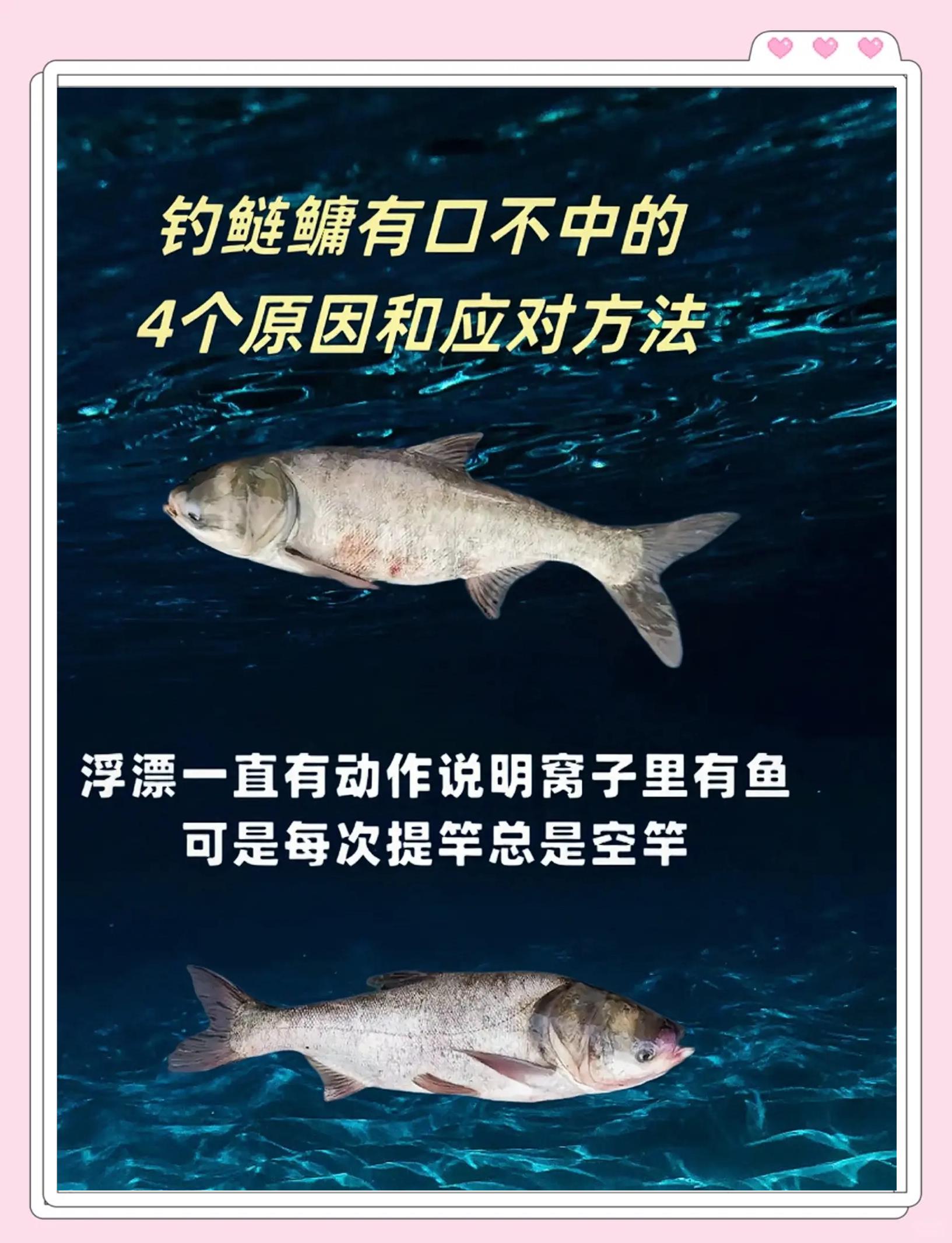 野河浮钓鲢鳙技巧(穿成德拉科妹妹爱丽丝)