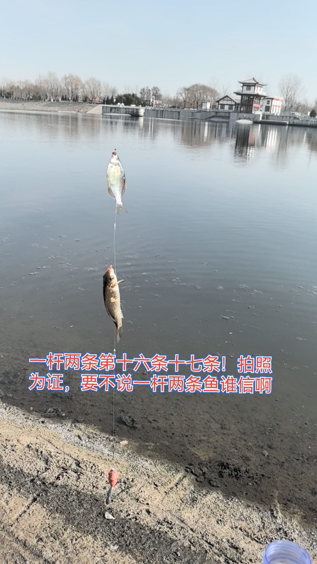 锚钩锚花鲢技巧(锚鲢鱼钩距离多少合适)