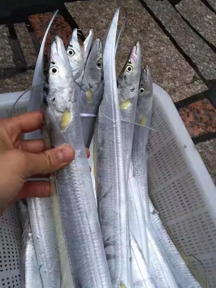 海钓香头鱼今日有货(钓翘嘴鱼的最佳商品饵料)