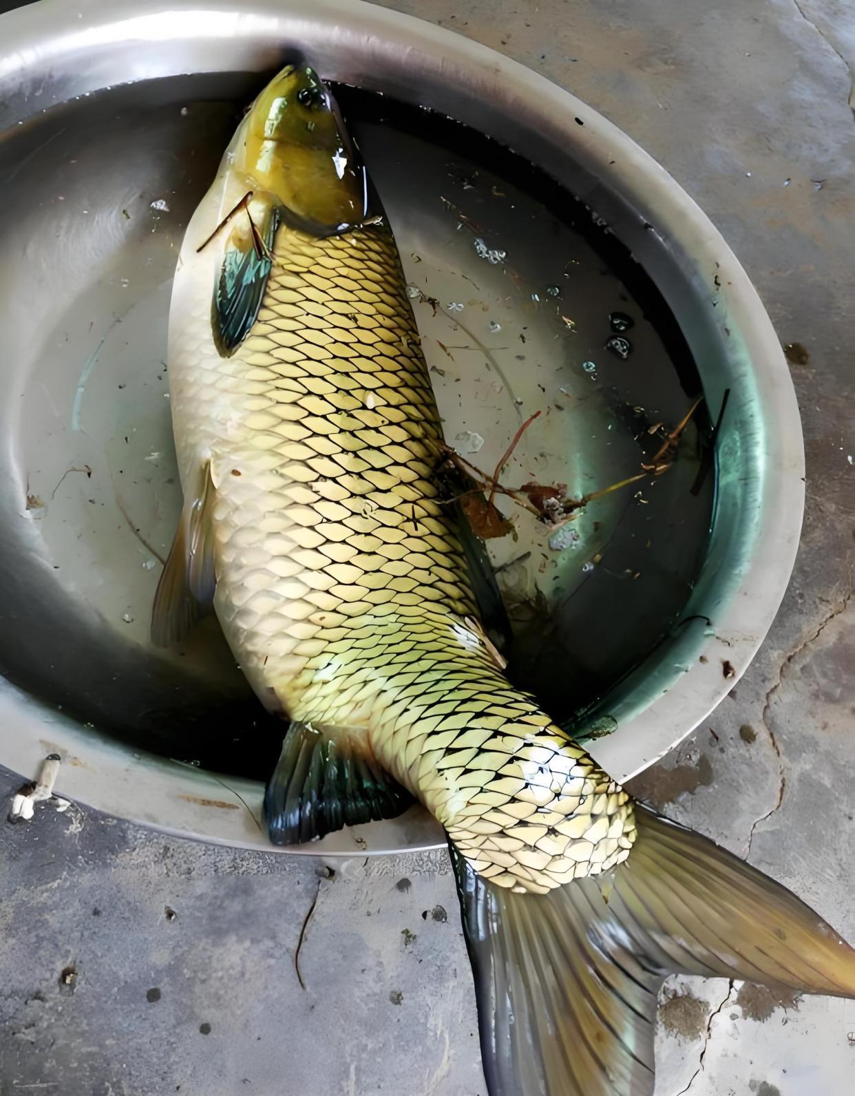 夏季钓草鱼技巧夜钓(夏季夜钓草鱼钓近还是钓远)