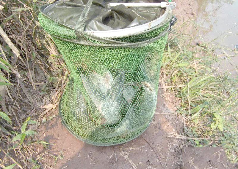 花白鲢垂钓技巧(花白鲢怎么钓)