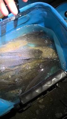 秋天夜钓鱼鲫鱼技巧视频(秋季夜钓鲫鱼用什么饵料)