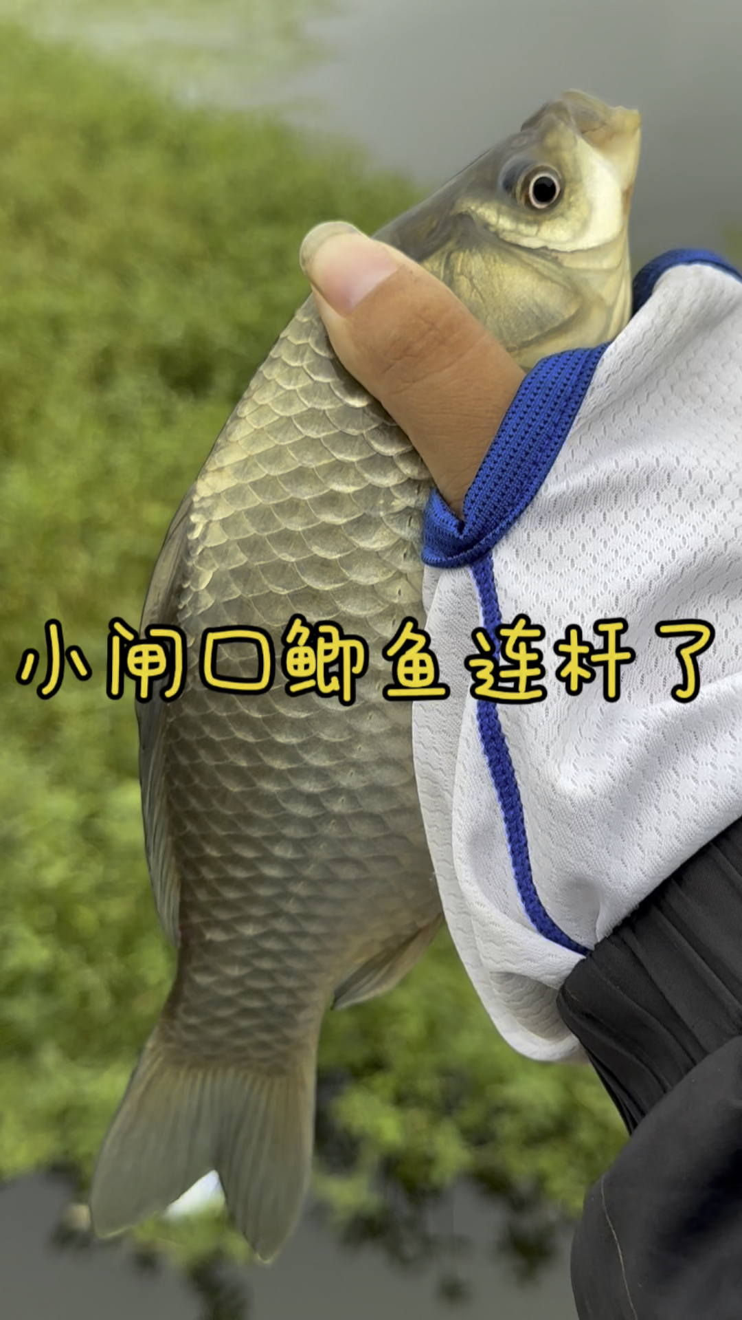 l秋季钓鲫鱼技巧(秋季垂钓鲫鱼)