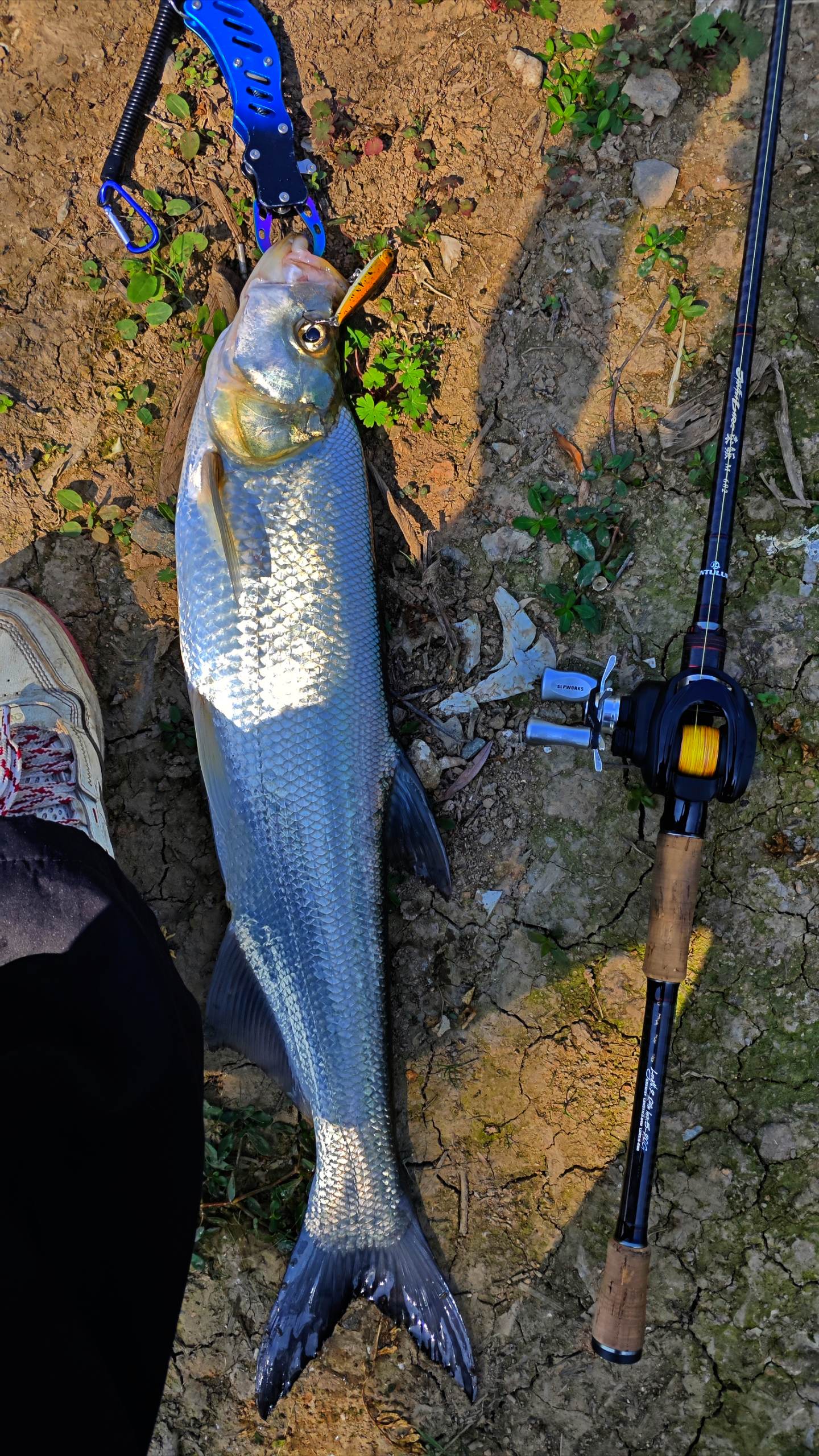 大路路亚(路亚上大鱼收线技巧)