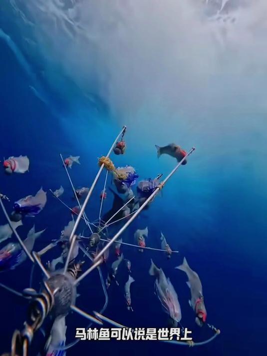 海钓马琳鱼(海钓马林鱼世界纪录)