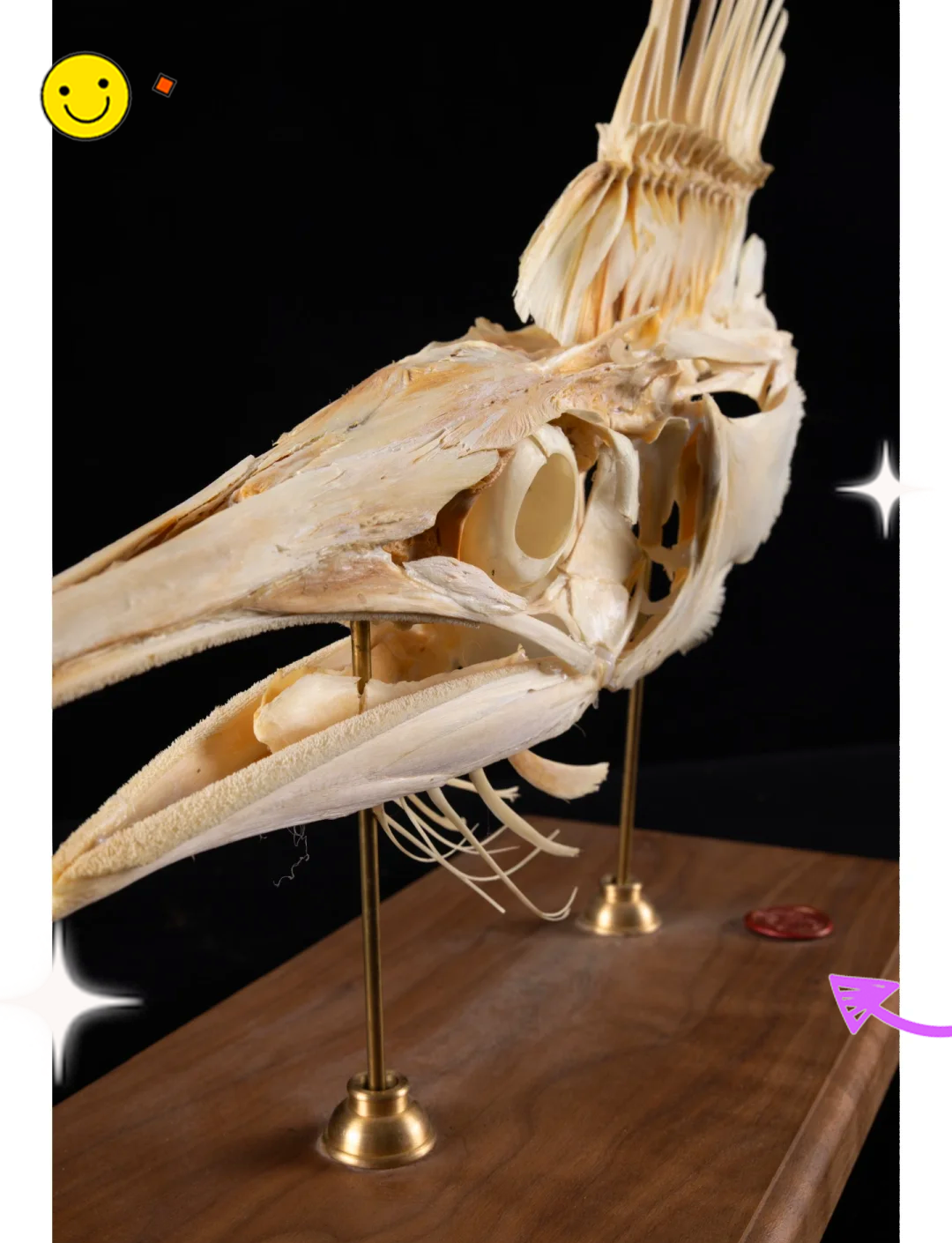 海钓马琳鱼(海钓马林鱼世界纪录)