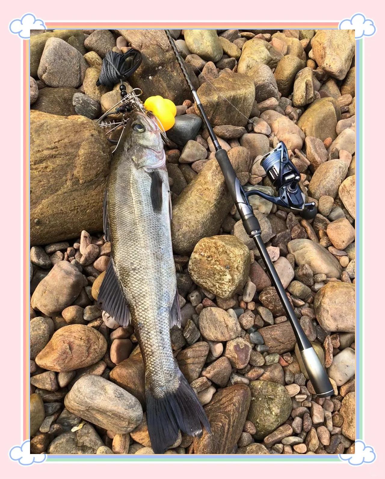 码头海钓鲈鱼技巧(码头海钓鲈鱼技巧和方法)