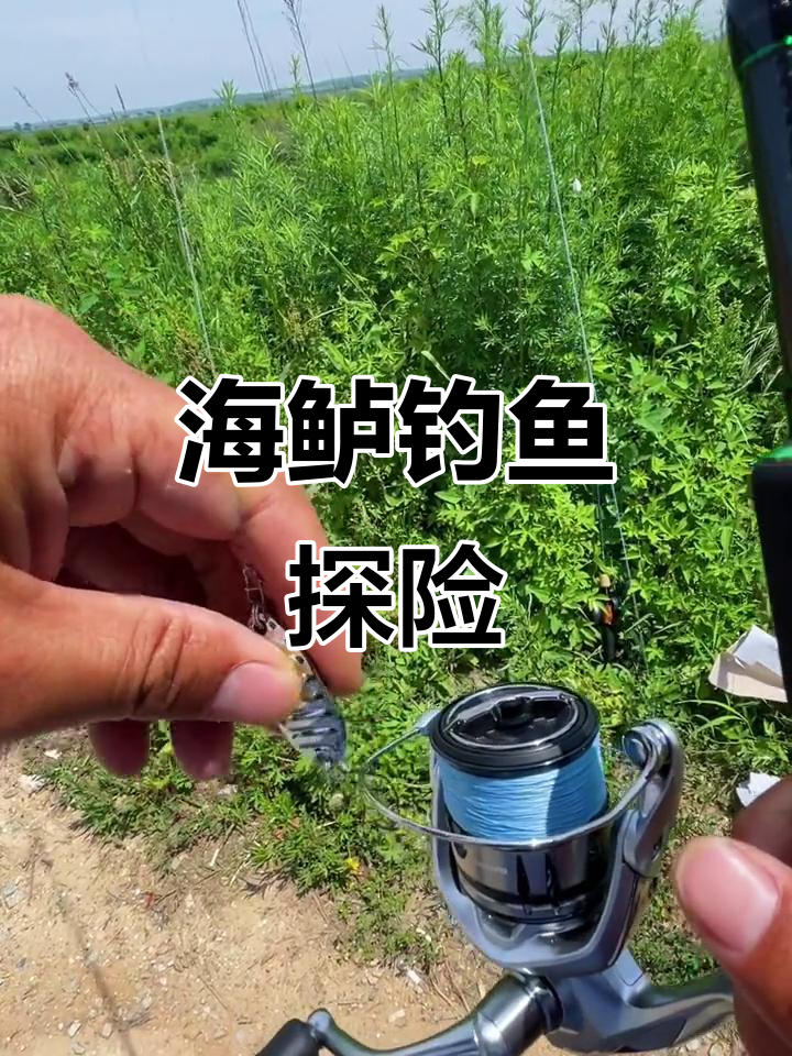 码头海钓鲈鱼技巧(码头海钓鲈鱼技巧和方法)