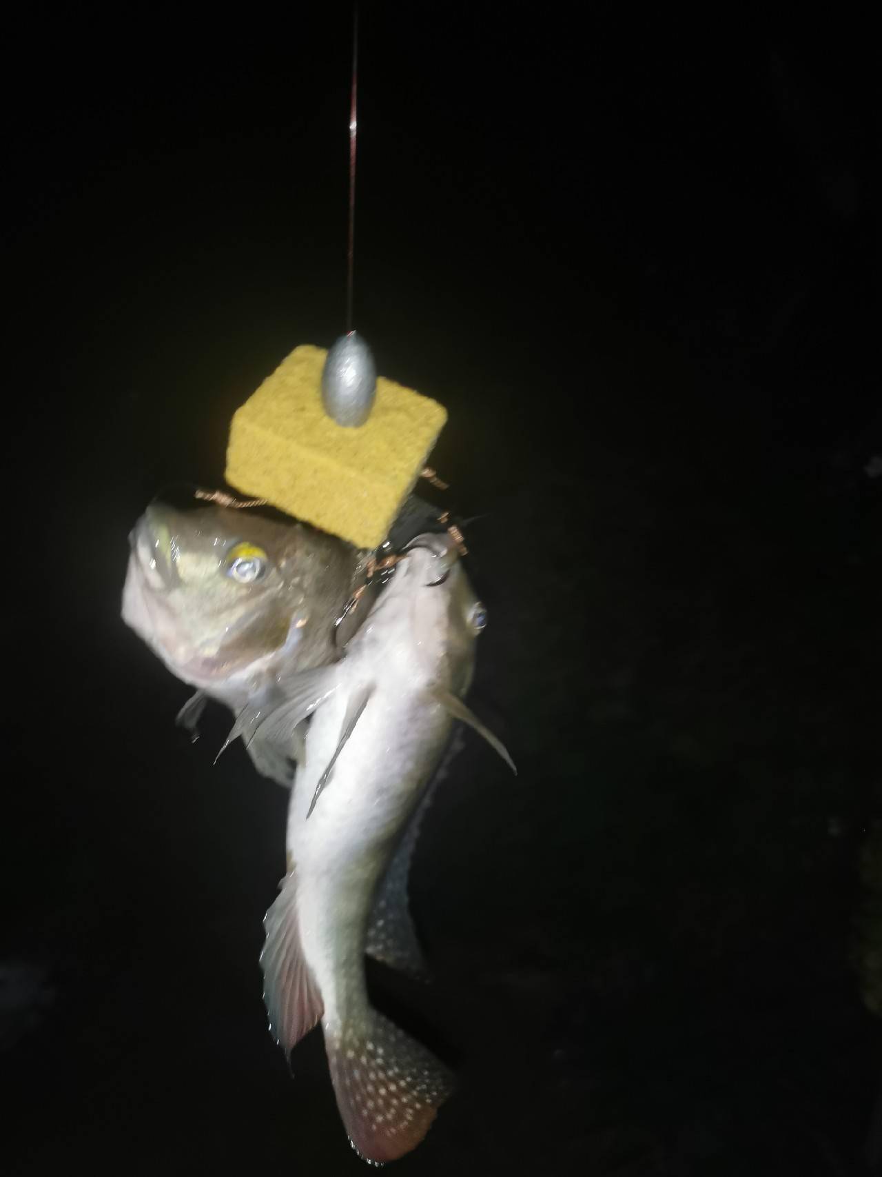 海钓大鱼晚上(晚上钓海鱼能钓到吗) 海钓大鱼晚上(晚上钓海鱼能钓到吗)