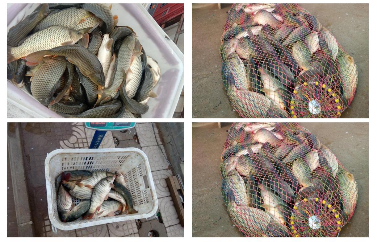 野钓鲤鱼选窝技巧(野钓鲤鱼用什么窝料和饵料)