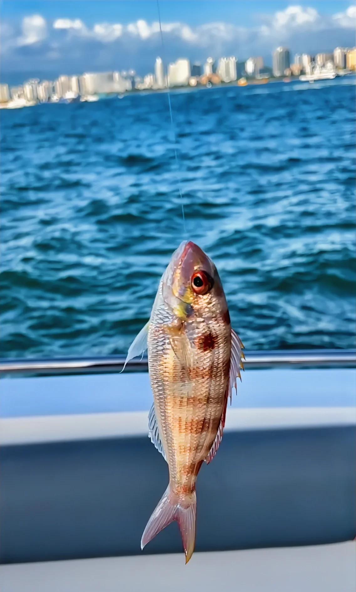 一小时海钓(海钓有多费钱)