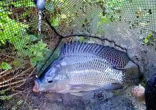 冬季钓罗非用什么饵料(冬季钓罗非用什么饵料最好)