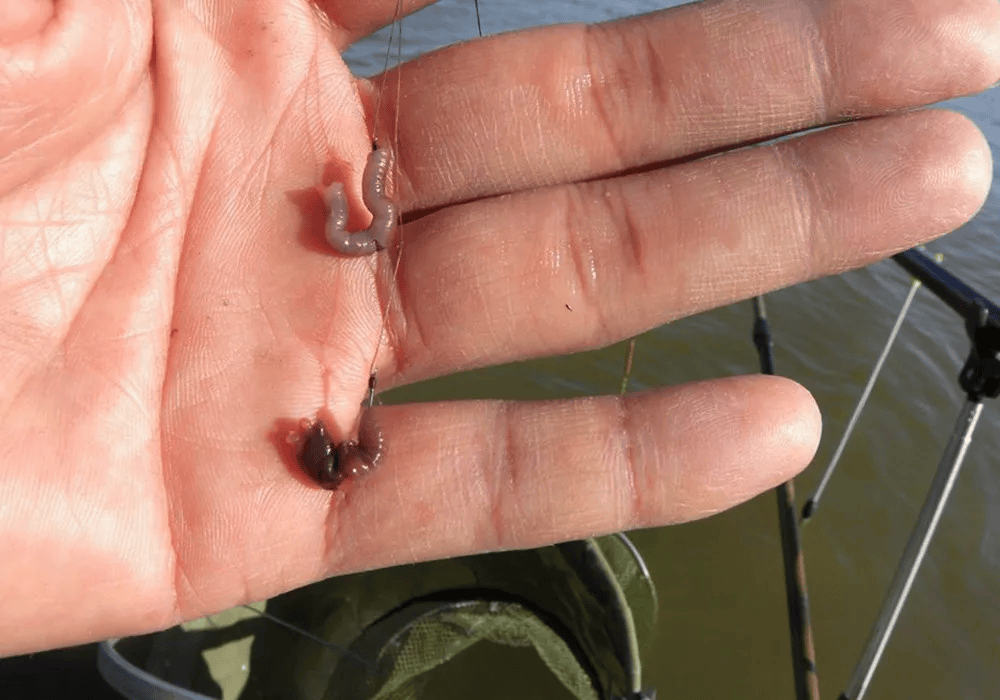 池塘蚯蚓钓鱼技巧(鱼塘用蚯蚓好钓吗) 池塘蚯蚓钓鱼技巧(鱼塘用蚯蚓好钓吗)