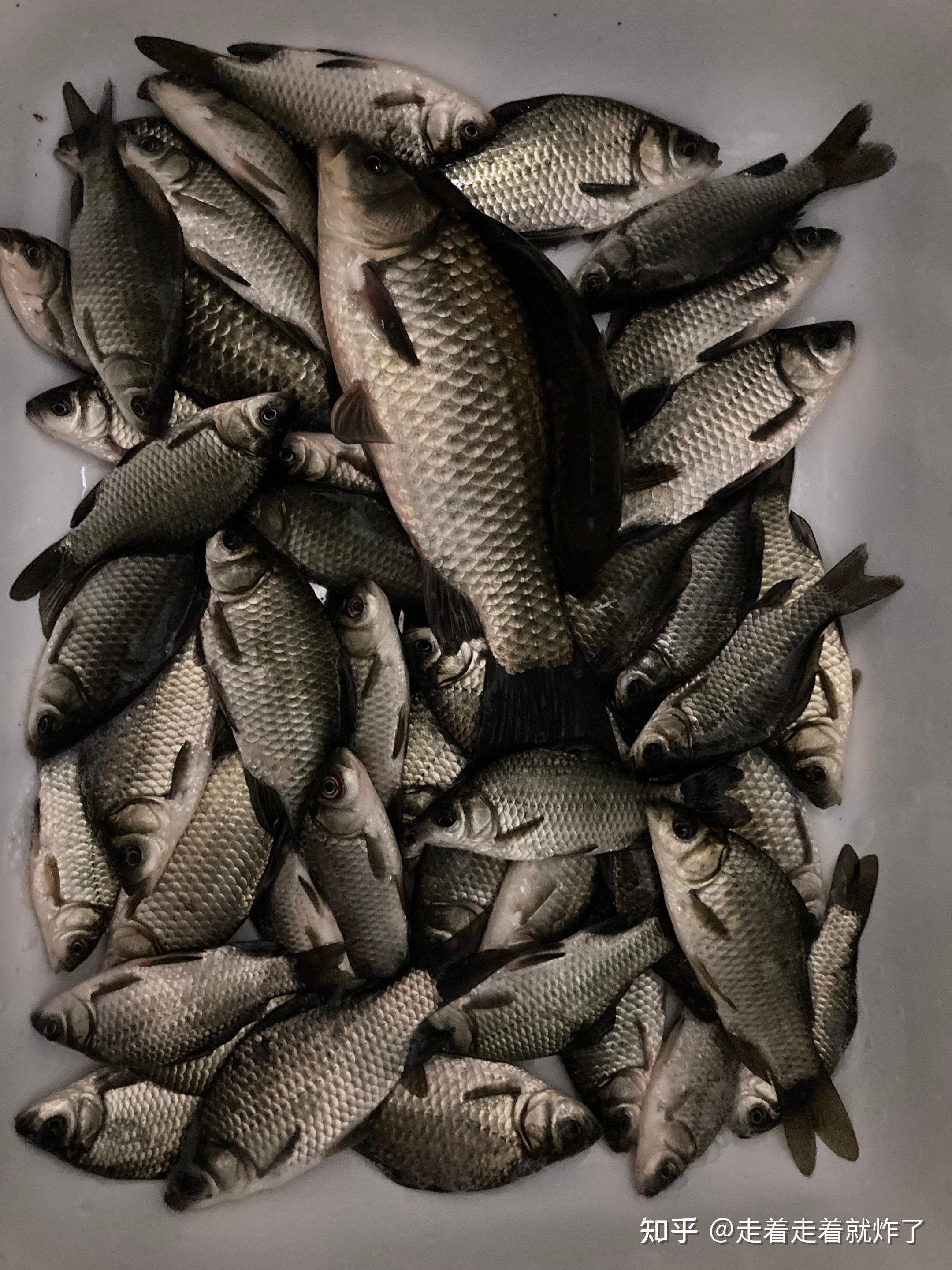 流水河传统钓鲫鱼技巧(流水河钓鱼用什么漂) 流水河传统钓鲫鱼技巧(流水河钓鱼用什么漂)
