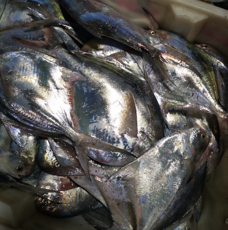 海钓金鲳线组(海钓四个钩线组图解视频) 海钓金鲳线组(海钓四个钩线组图解视频)