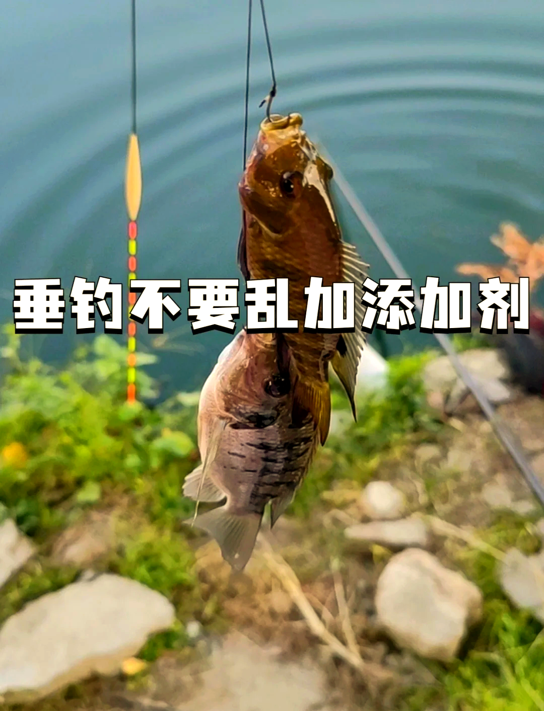 饵料里加什么小鱼不吃(什么饵料不闹小鱼)