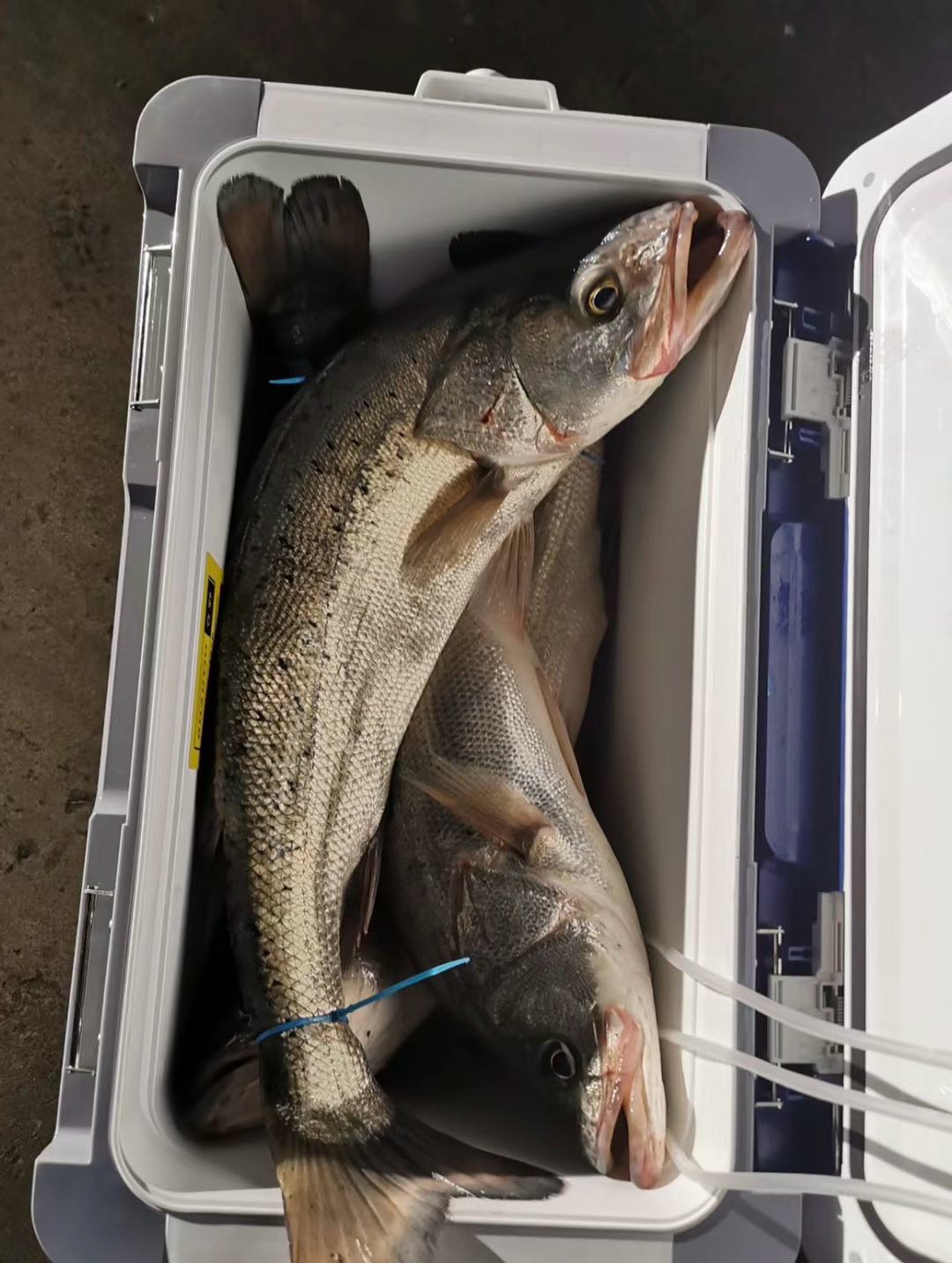 上海极速海钓(上海 海钓)