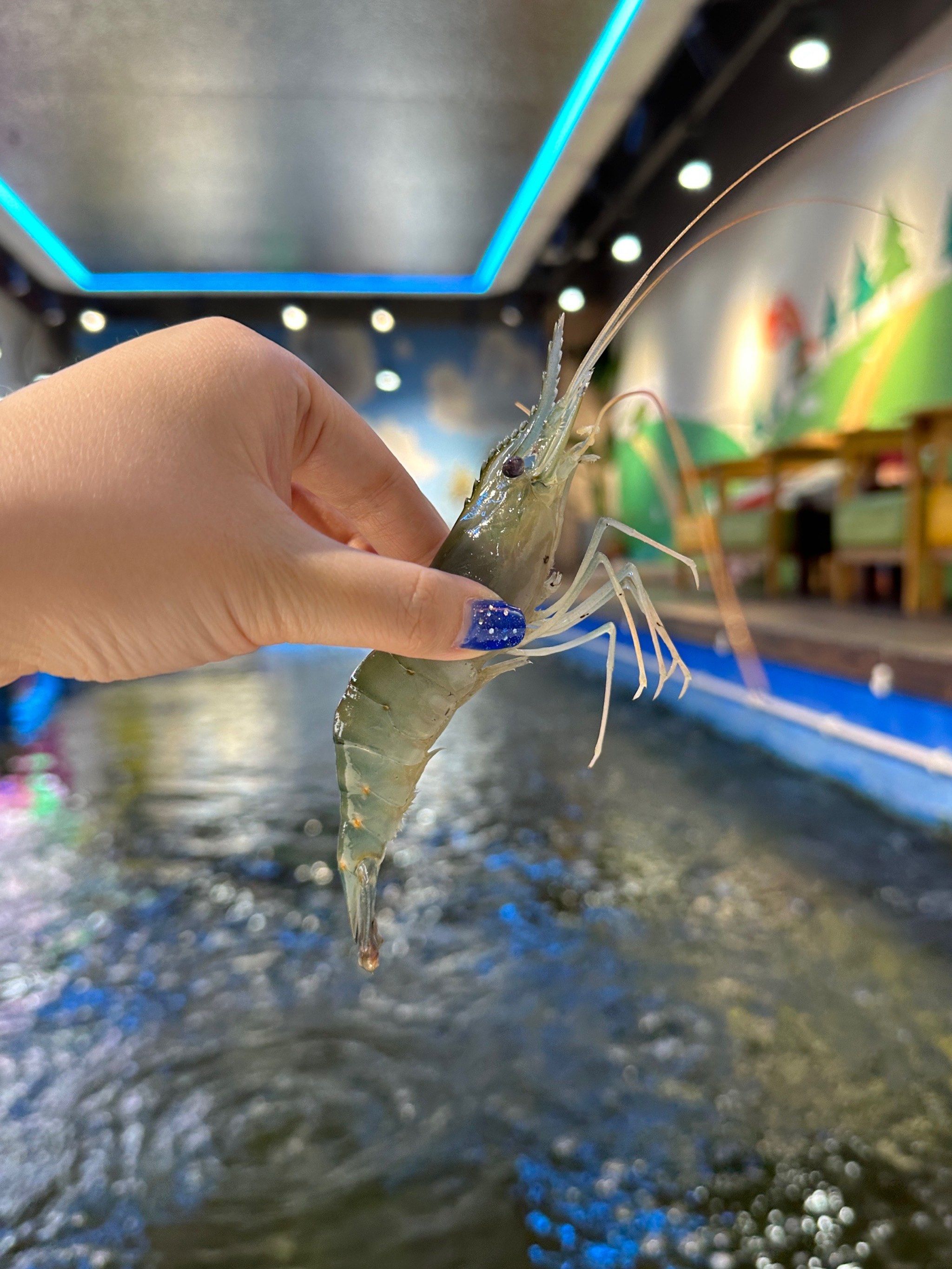 海钓活虾钓什么(海钓活虾钓什么鱼最好)