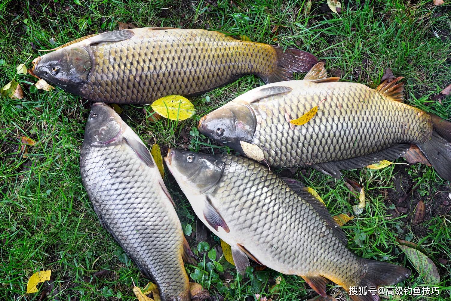 初夏钓鲤鱼的技巧(初夏钓鲤鱼钓深水还是浅水)