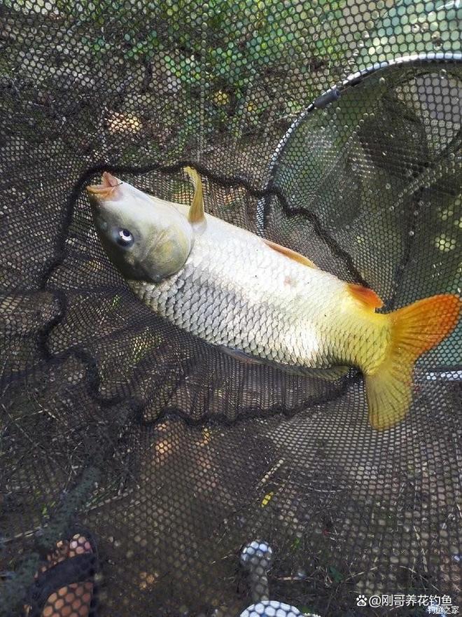 初夏钓鲤鱼的技巧(初夏钓鲤鱼钓深水还是浅水)