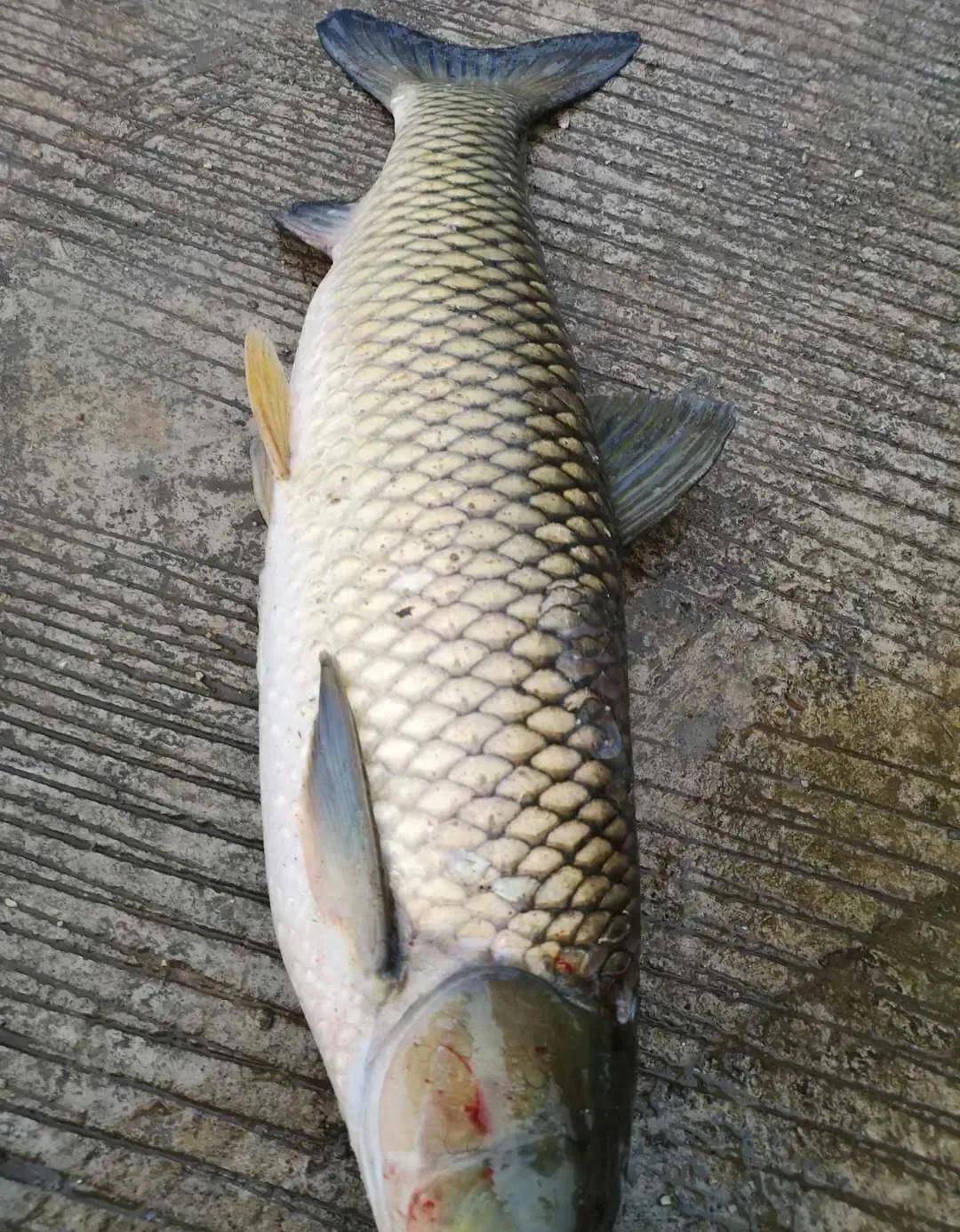 钓鱼海钓草鱼(海竿钓草鱼钓草什么钓)