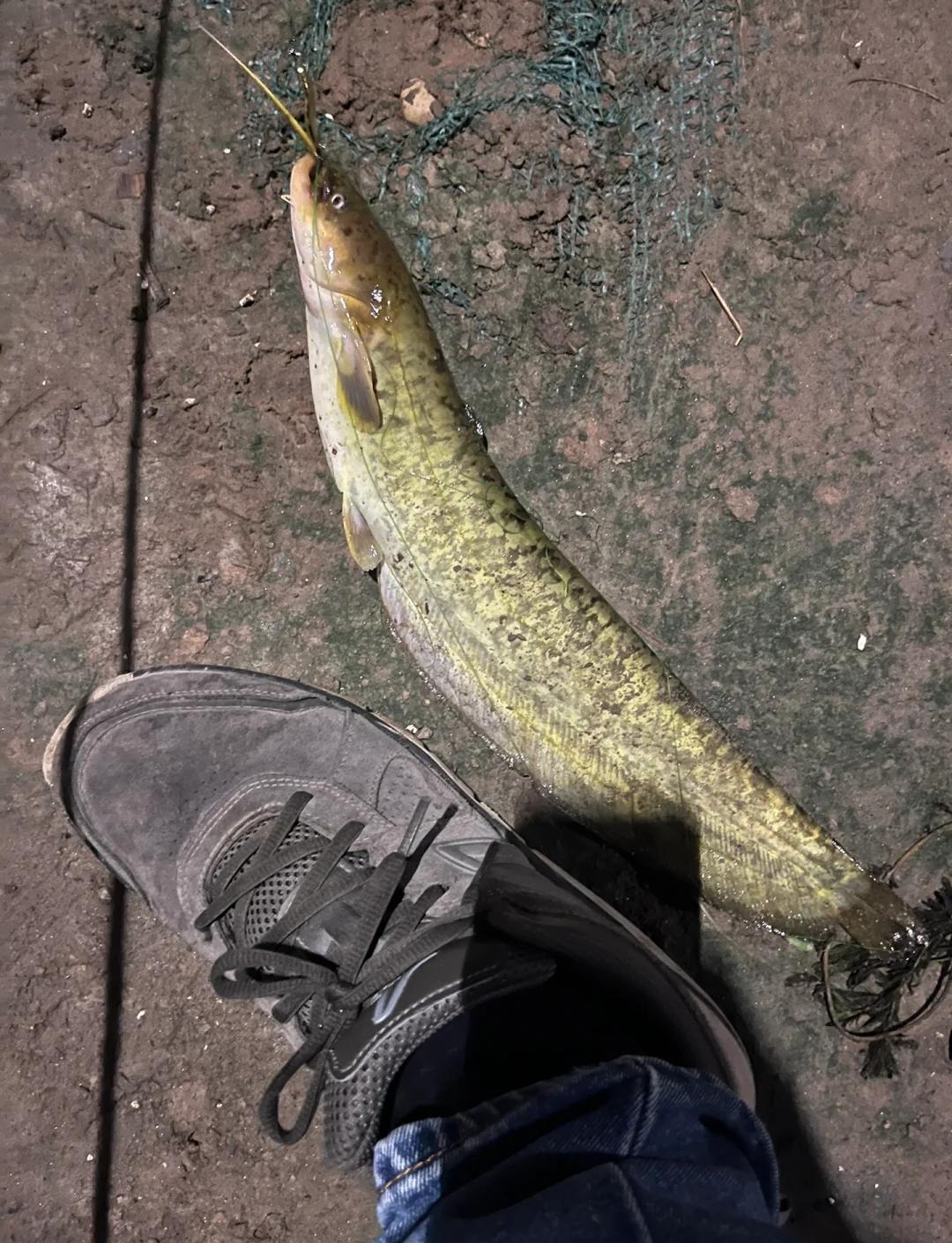 晒海鲶鱼技巧(海鲶鱼为什么寿命就一年)