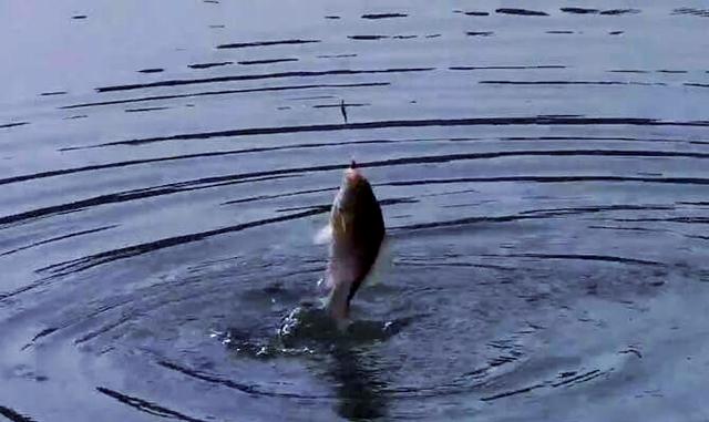 秋未初冬钓鱼技巧(秋末冬初钓鱼用什么饵料)