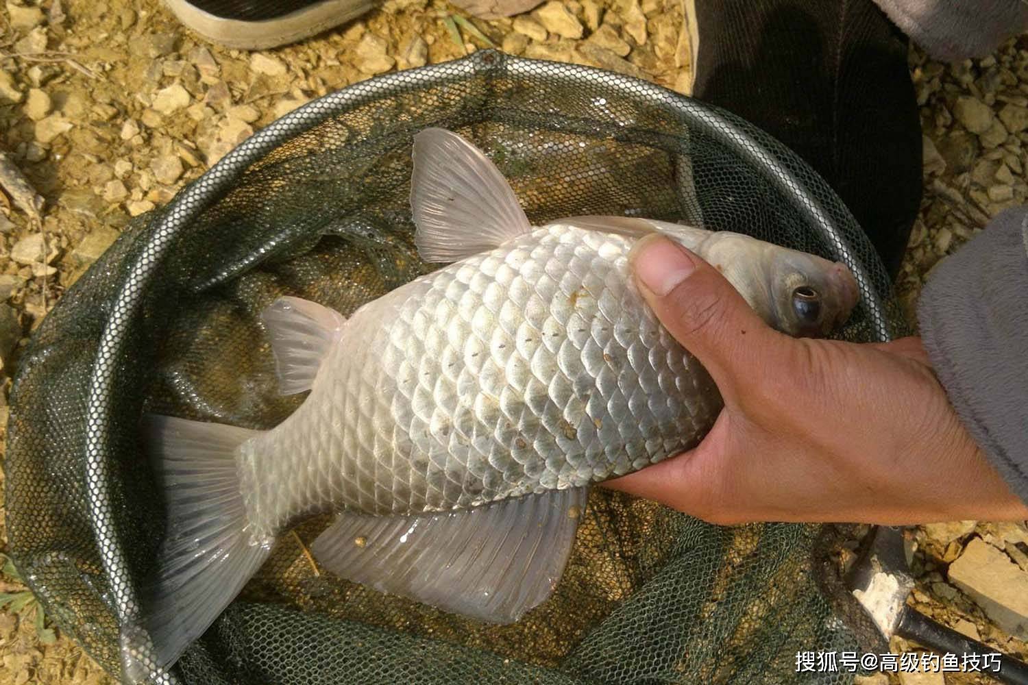 初冬夜钓鲤鱼技巧(初冬怎么夜钓)