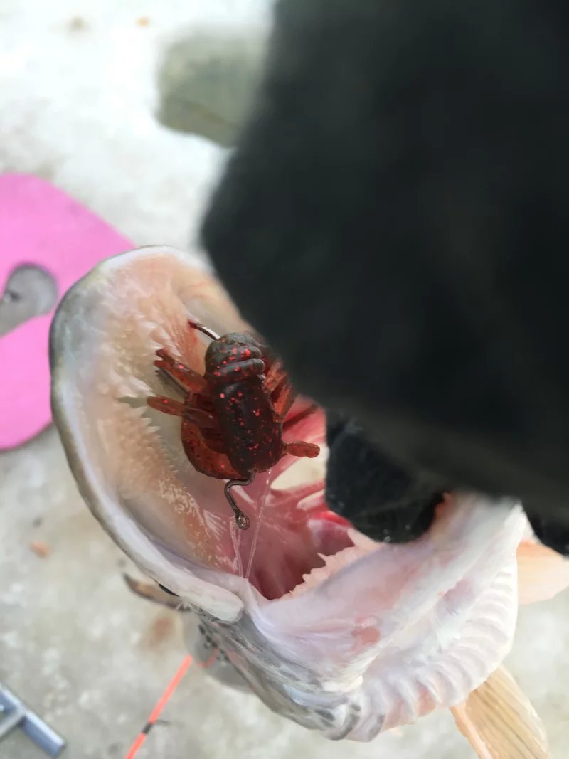 冰钓狗鱼技巧(冰钓狗鱼如何选点)