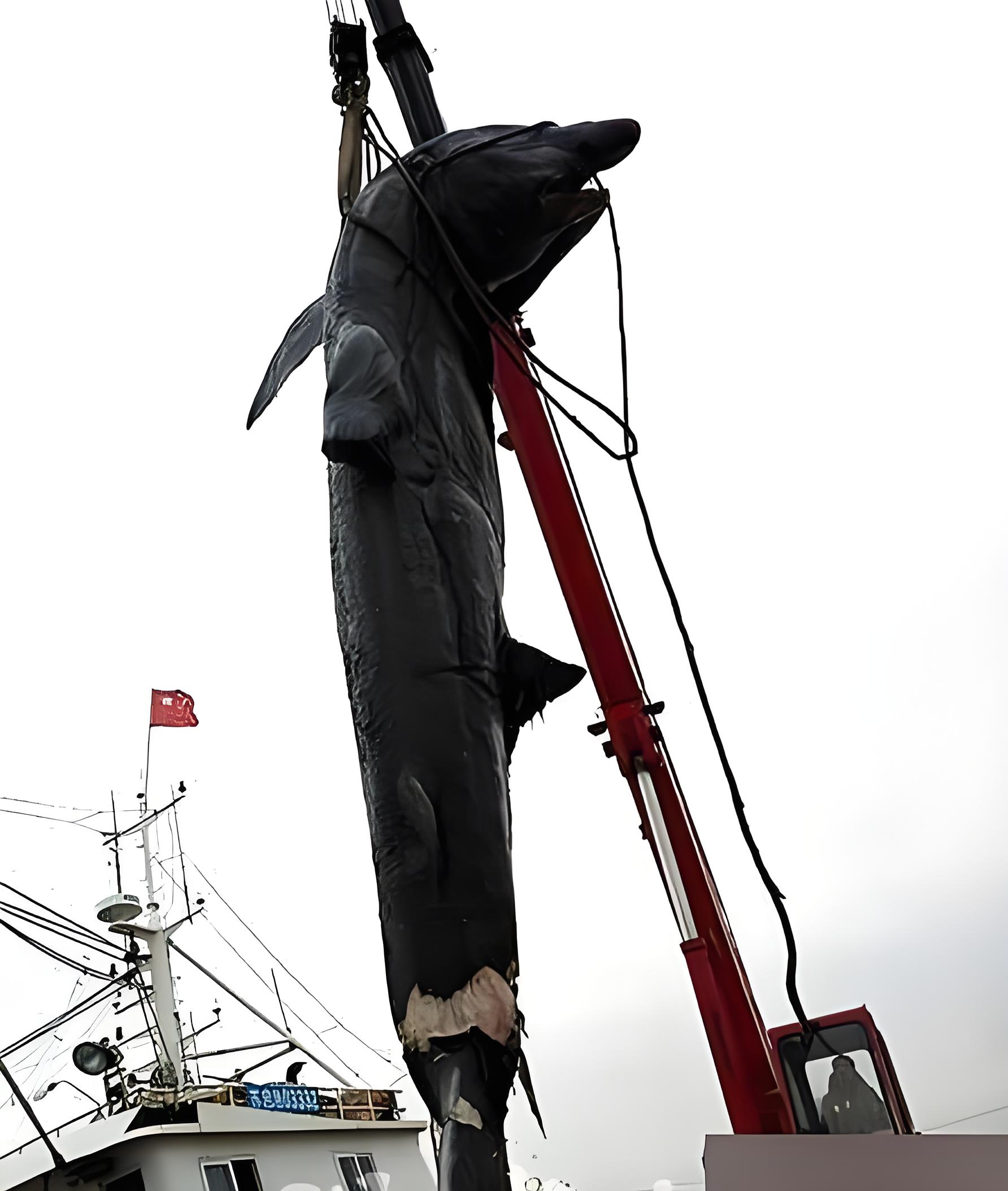 电绞海钓鲨鱼(远古十大最厉害的鲨鱼)