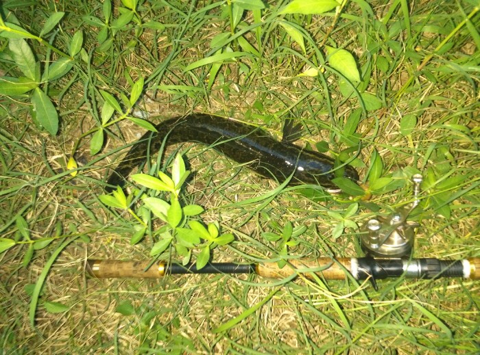 打黑扬杆技巧(打黑杆子长度)