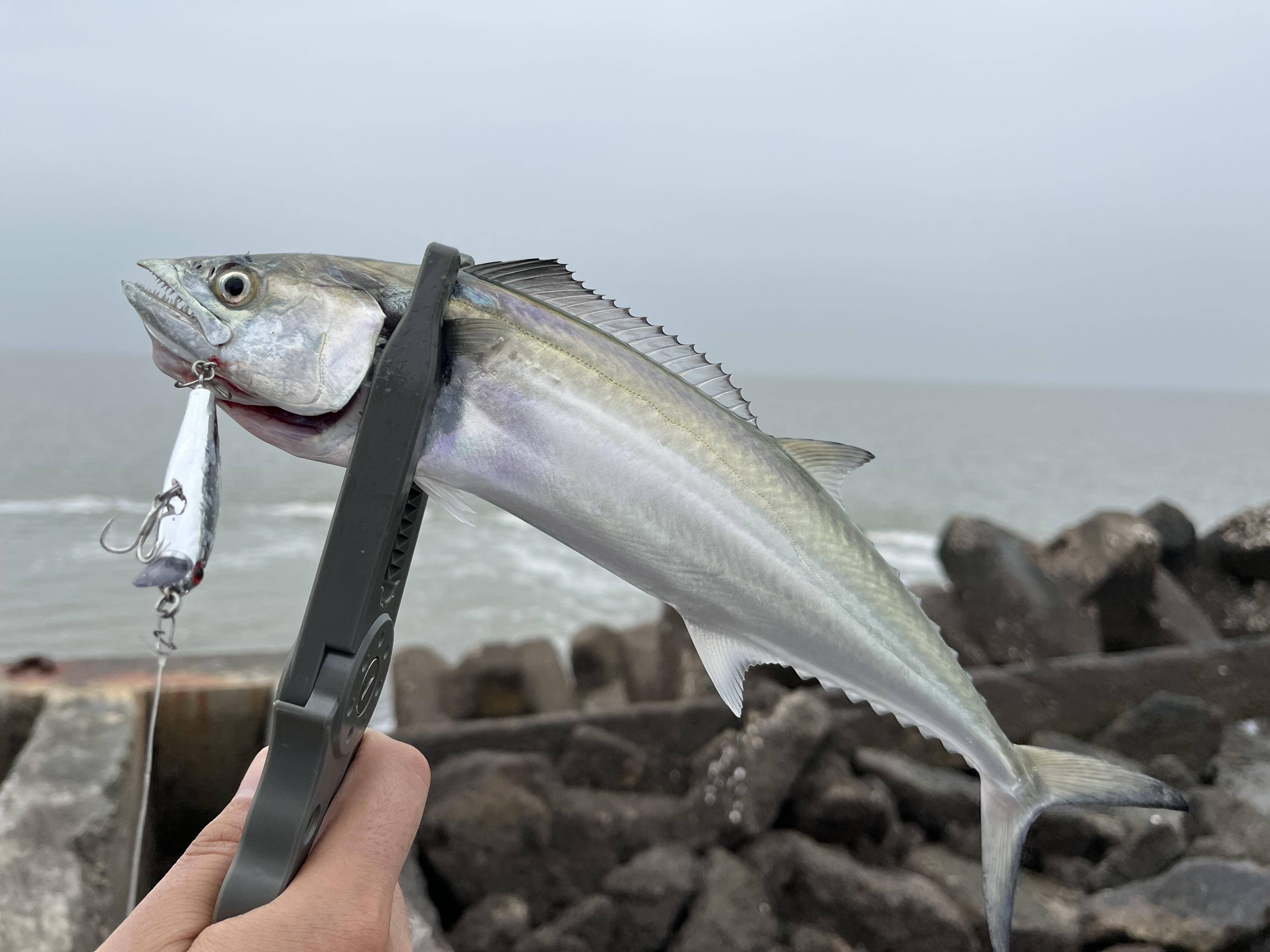 楞鲅鱼路亚(岸钓鲅鱼多长路亚) 楞鲅鱼路亚(岸钓鲅鱼多长路亚)