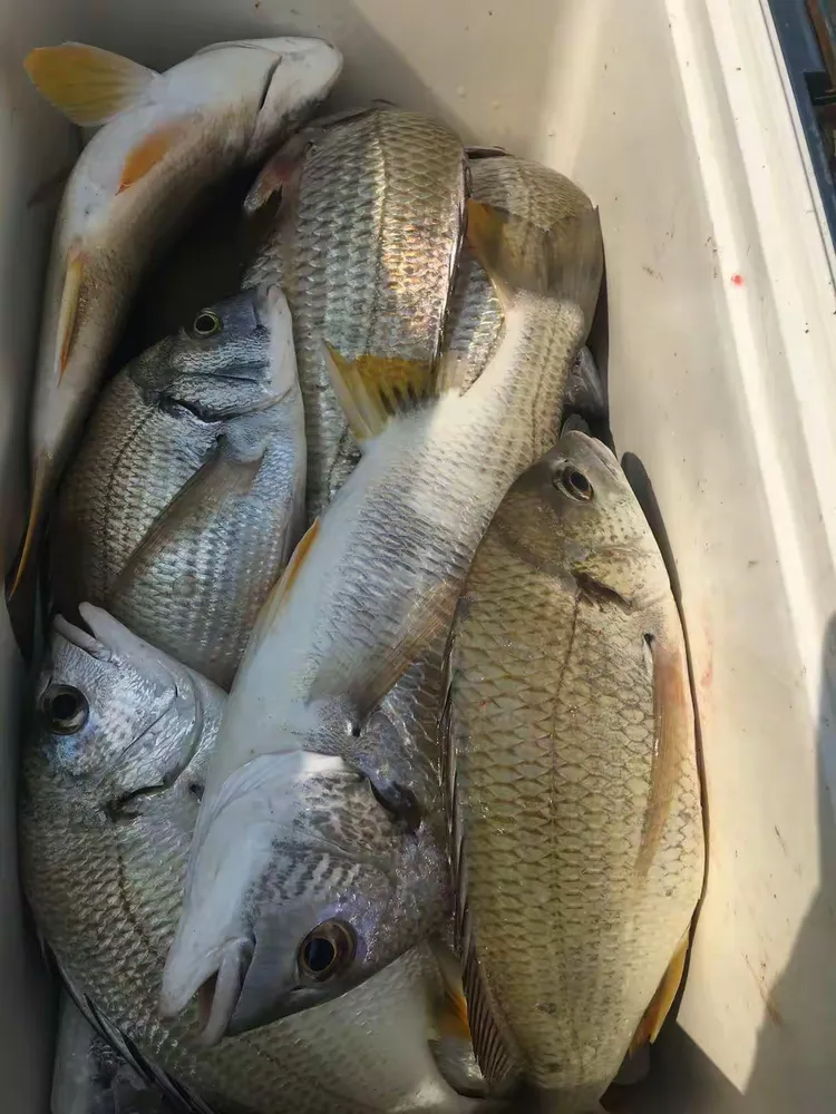 四海钓鱼中海钓的插曲(四海钓鱼全集) 四海钓鱼中海钓的插曲(四海钓鱼全集)