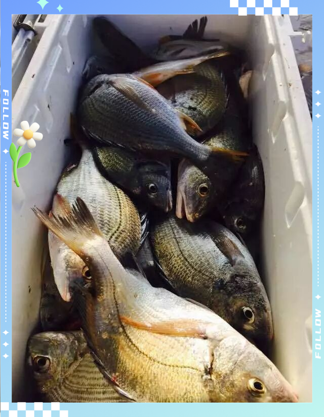 海钓涨潮鱼在那层(海水涨潮可以钓鱼吗)