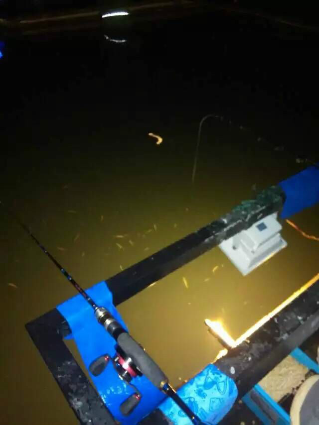 笩杆海钓(海杆怎么钓鳡鱼)