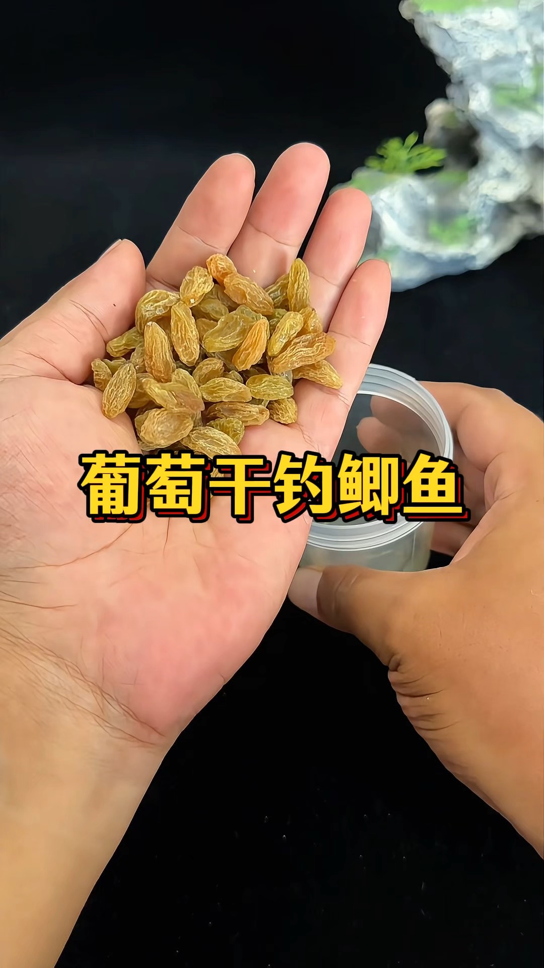 饵料制作技巧视频(做饵料视频)