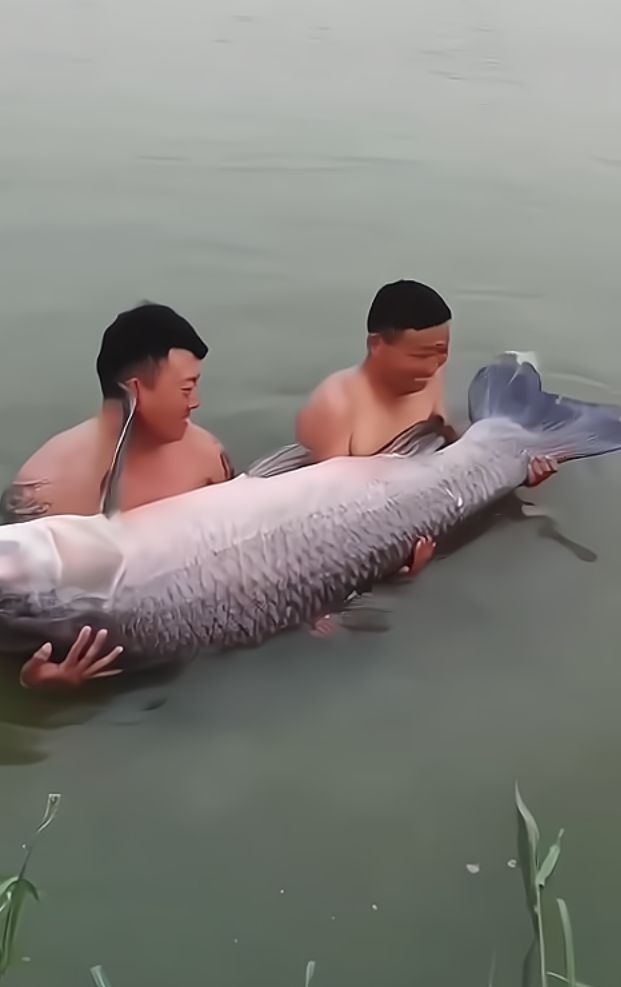 四海钓大青鱼(四海钓鱼海钓视频大全)