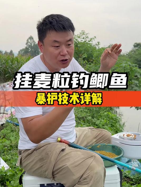 秋天用麦子钓鲫鱼的技巧(深秋用麦子钓鲫鱼)