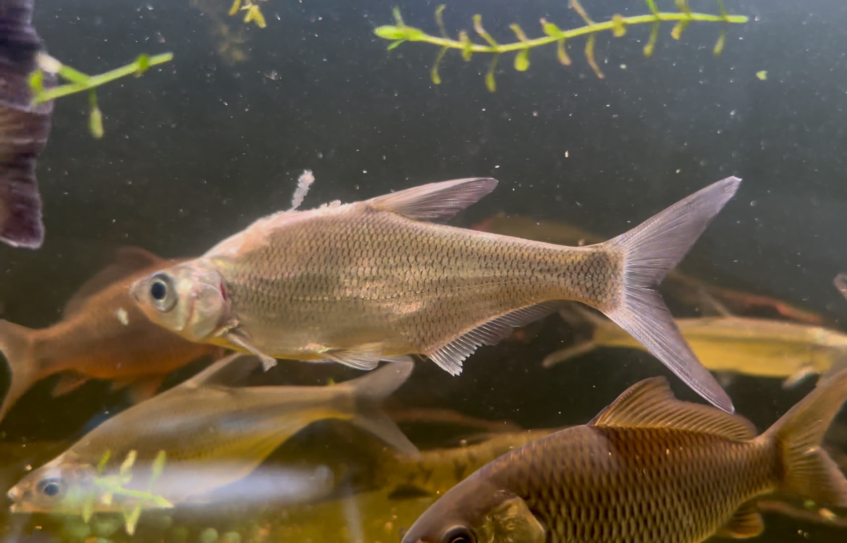 大眼华鳊饵料(钓大眼华鳊用什么鱼饵)
