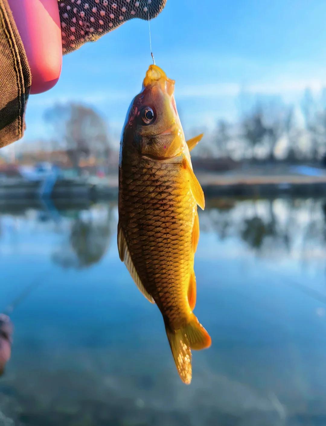 雪天钓鲫鱼技巧(雪天钓鲫鱼技巧和方法) 雪天钓鲫鱼技巧(雪天钓鲫鱼技巧和方法)