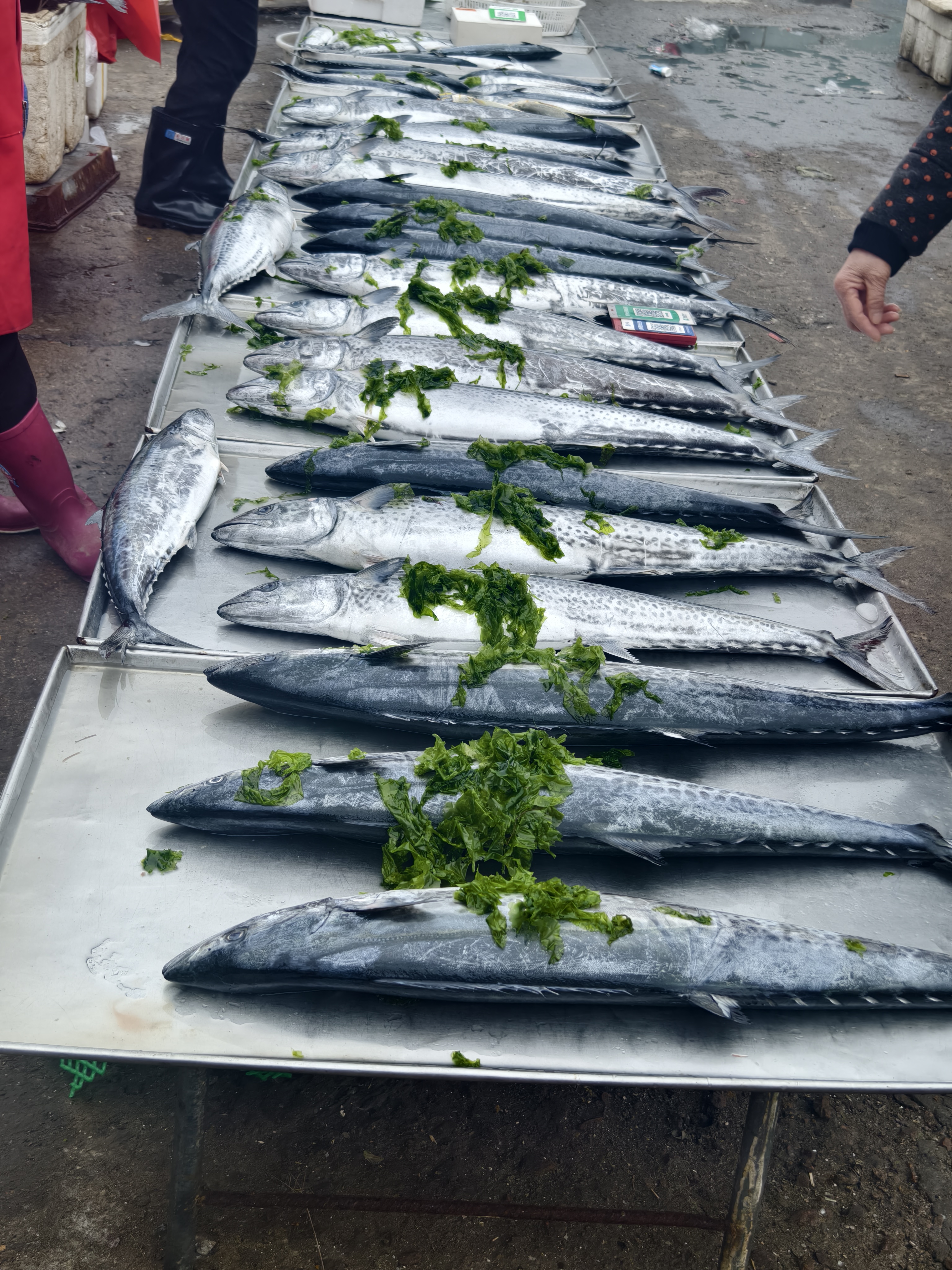 海钓鲅鱼教学视频(海钓鲅鱼教学视频大全)