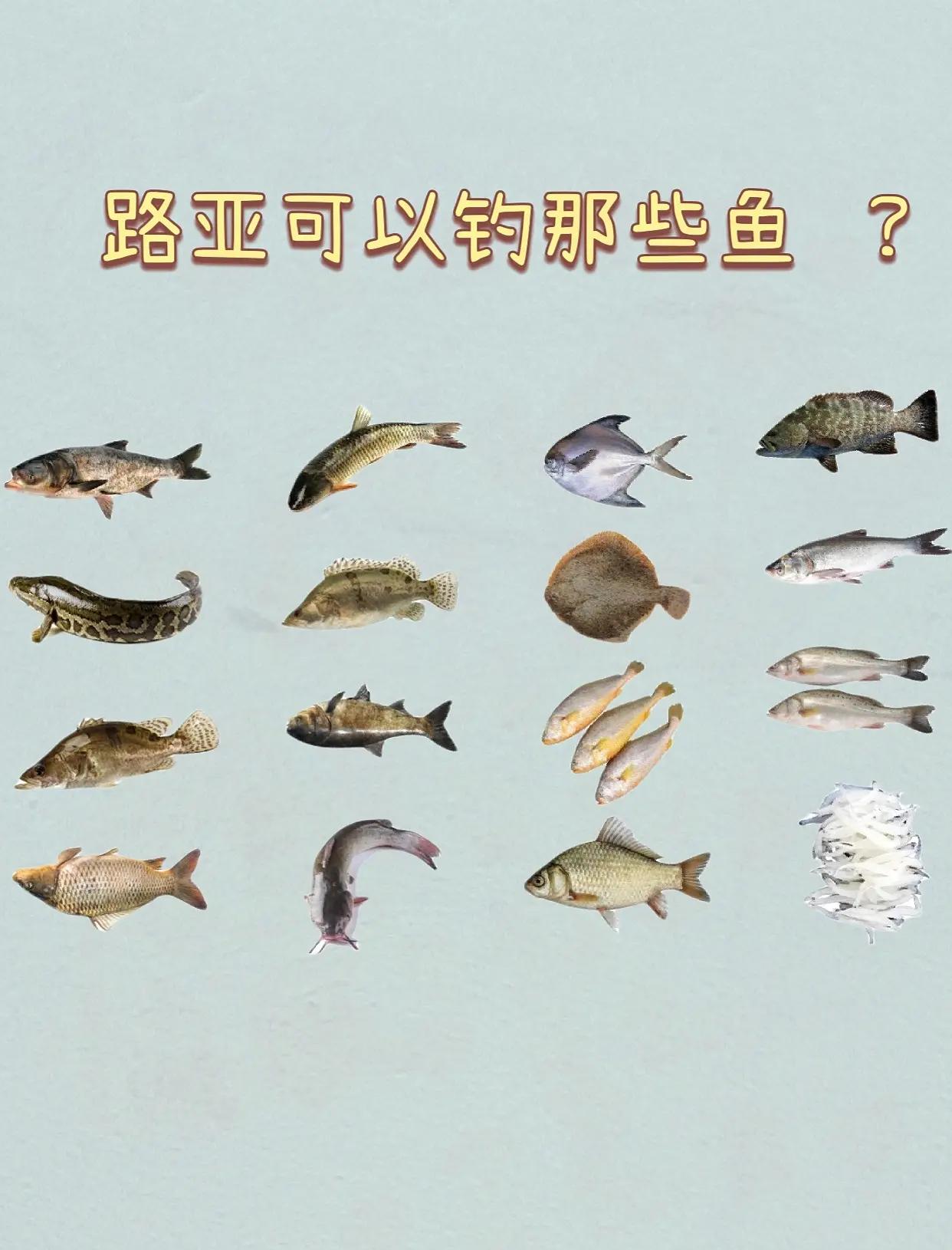 怎样路亚比目鱼(比目鱼和鳎目鱼)