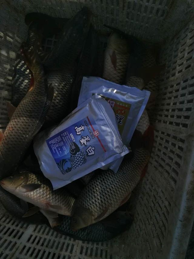 黑坑偷驴打窝技巧(黑坑偷驴打窝技巧视频)